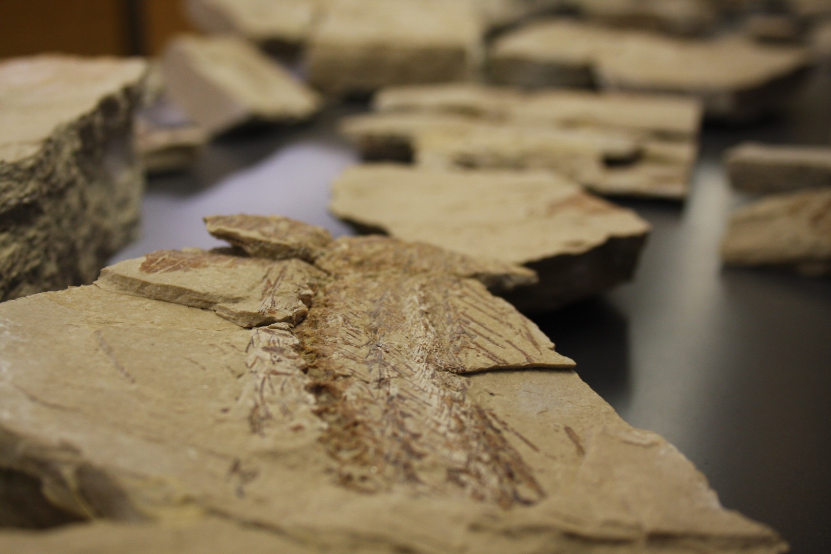 Foto 3 - Fossili fauna marina, Cretaceo.